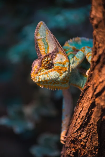 Хамелеонская ящерица — стоковое фото