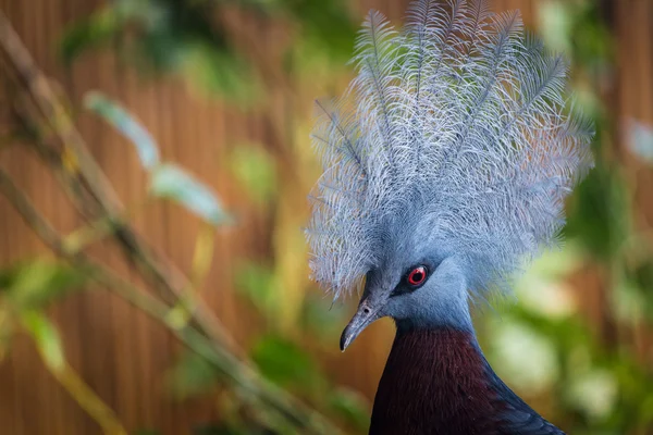 Gekroonde sclater vogel — Stockfoto