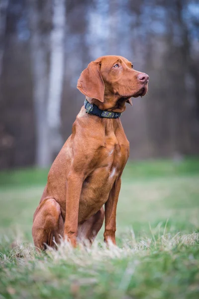 Ungarischer Jagdhund — Stockfoto