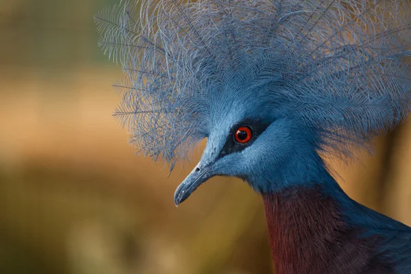 Uccello clater incoronato — Foto Stock