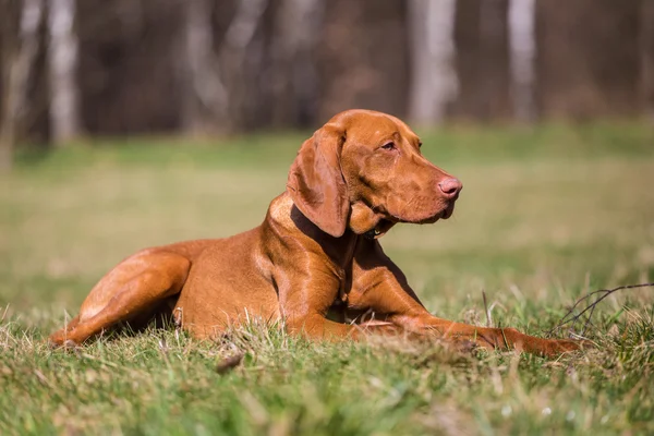 Hungarian hound — Stock Photo, Image