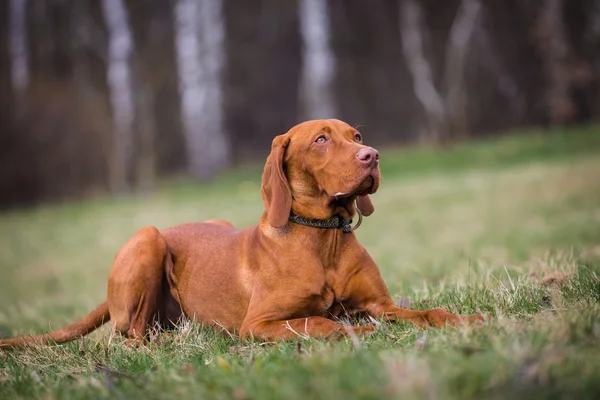 Hungarian hound — Stock Photo, Image