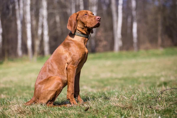 Hungarian hound — Stock Photo, Image