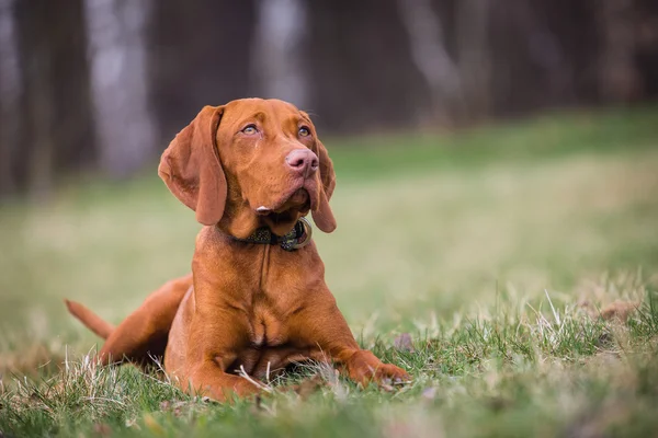 Cão húngaro — Fotografia de Stock