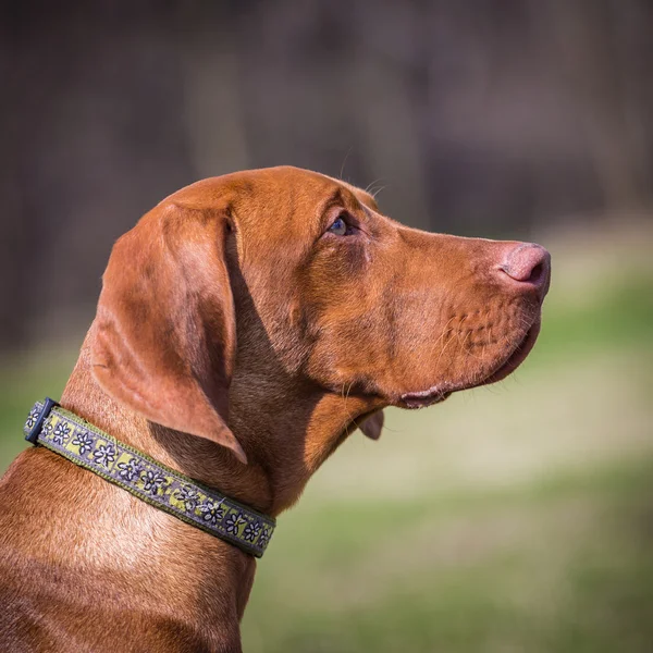 Hungarian hound — Stock Photo, Image