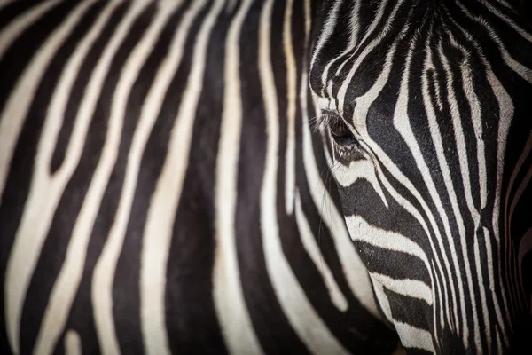Zebra. — Fotografia de Stock