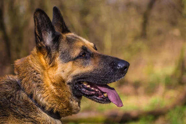 德国牧羊犬 — 图库照片