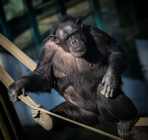 Macaco chimpanzé — Fotografia de Stock