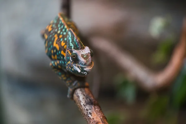 Um lagarto camaleão velado — Fotografia de Stock