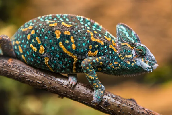 A veiled chameleon lizard — Stock Photo, Image