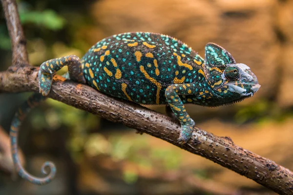 Um lagarto camaleão velado — Fotografia de Stock