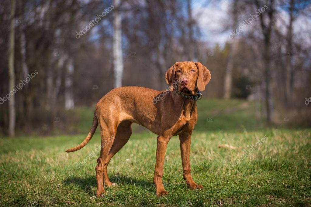 Ungarische Bracke — Stockfoto © jurra89 43453187