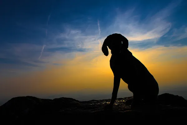 Silueta lovecký pes — Stock fotografie