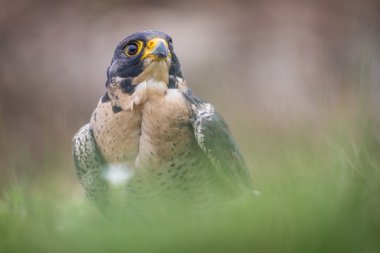 Peregrine kuş