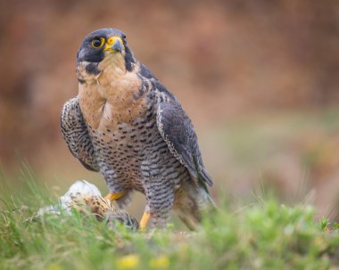 Peregrine kuş
