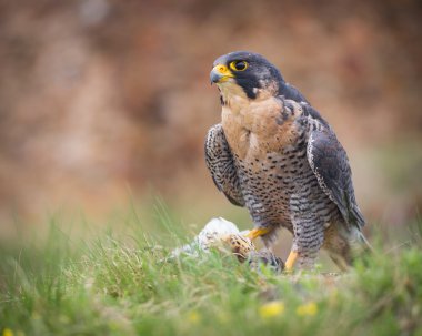 Peregrine kuş