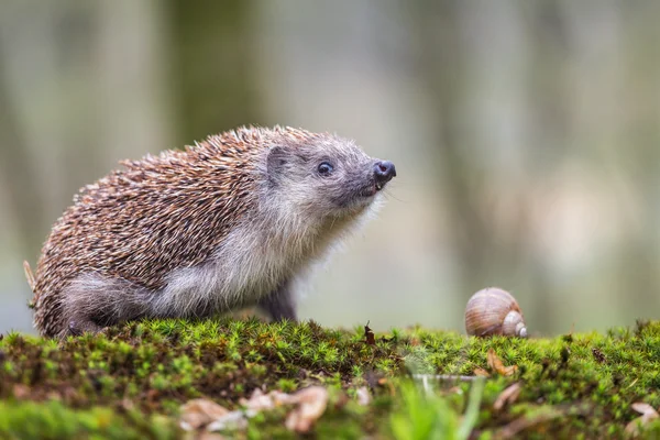 Östra Europeiska igelkott och snigel — Stockfoto