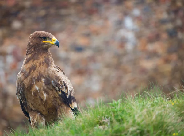 Steppenadler — Stockfoto