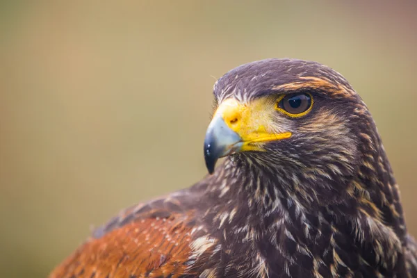 Buitre pájaro — Foto de Stock