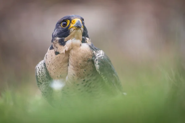 Peregrine pták — Stock fotografie