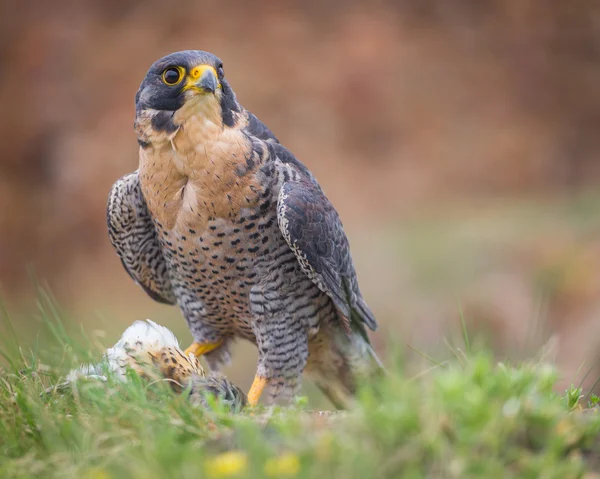 Peregrine bird — Stock Photo, Image