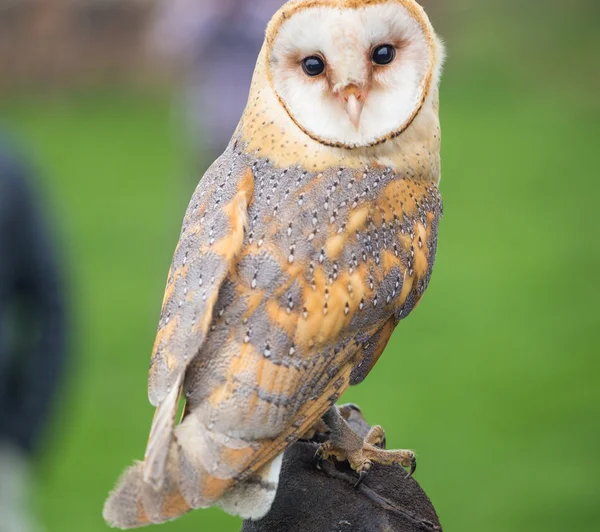 Barn Owl bird — Stock Photo, Image