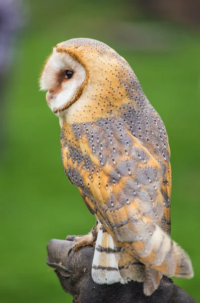 Kerkuil vogel — Stockfoto