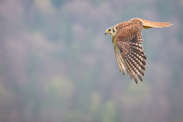 Kestrel varied bird — Stock Photo, Image