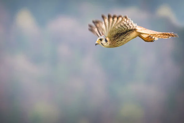 ケストレルの様々 な鳥 — ストック写真