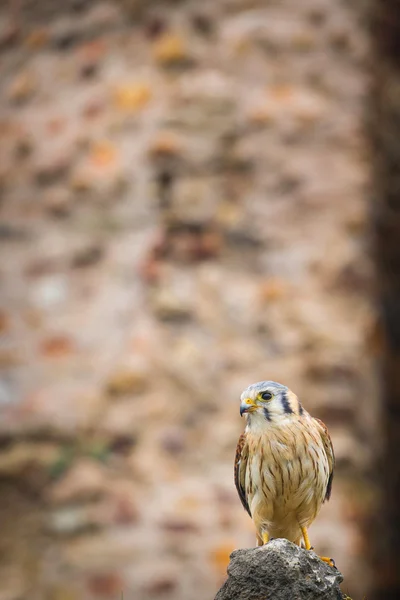 Kestrel varierade fågel — Stockfoto