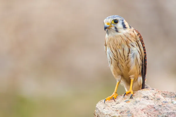 Kestrel bervariasi burung — Stok Foto