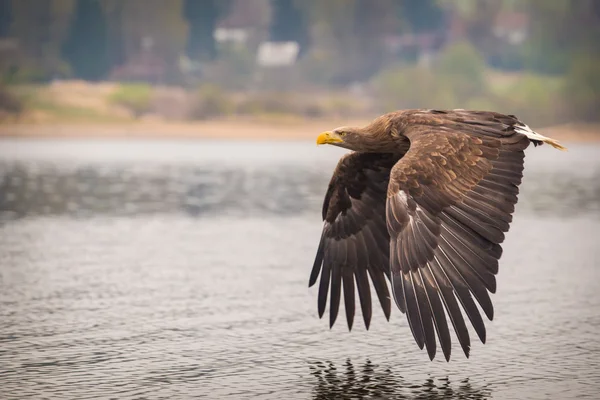 Seeadlervogel — Stockfoto