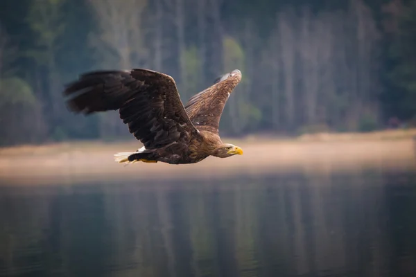 Sea eagle bird — Stock Photo, Image