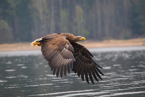 Havsörn fågel — Stockfoto