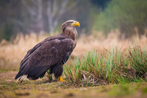 Pássaro-águia — Fotografia de Stock
