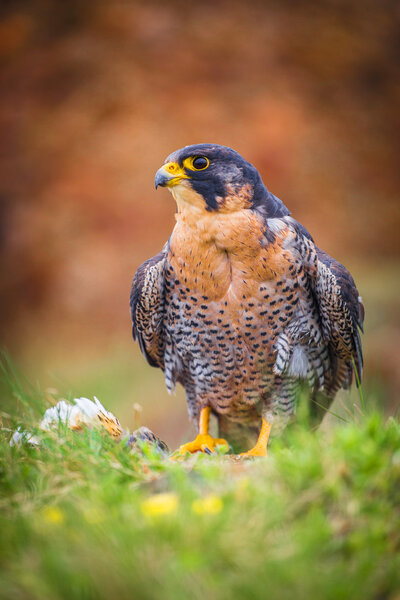 Peregrine bird