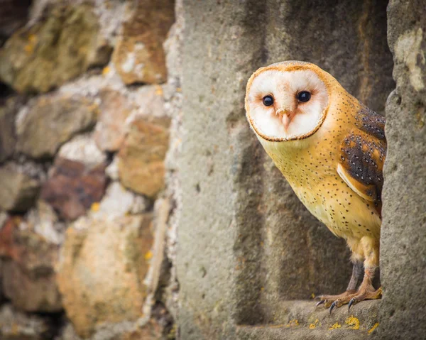 Barn owl — Stock Photo, Image