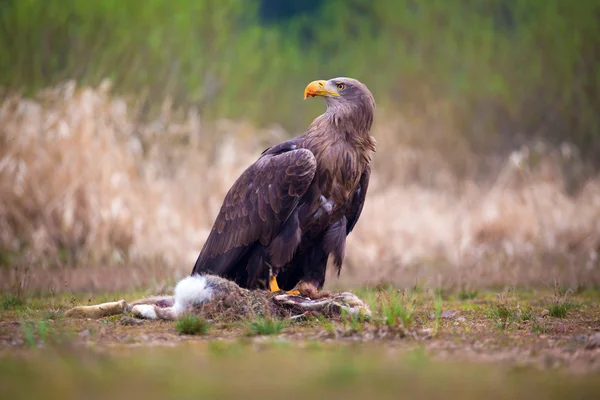 Seeadler — Stockfoto