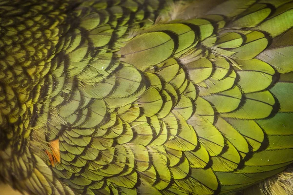 Plumas verdes — Foto de Stock