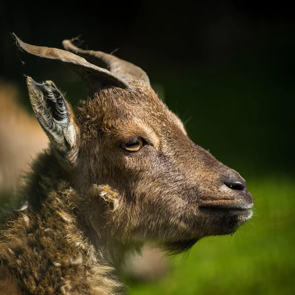 Chifres de cabra — Fotografia de Stock