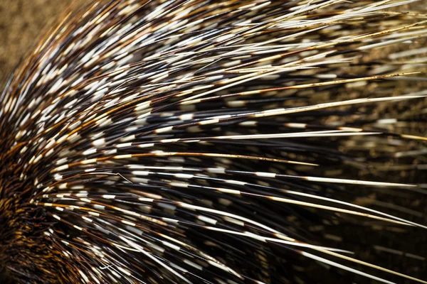 Porcupine — Stock Photo, Image