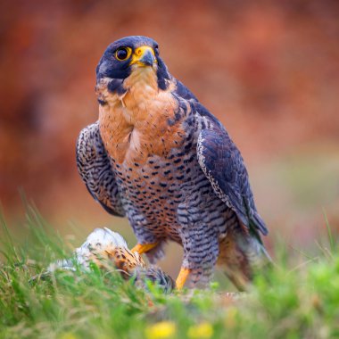 Peregrine kuş