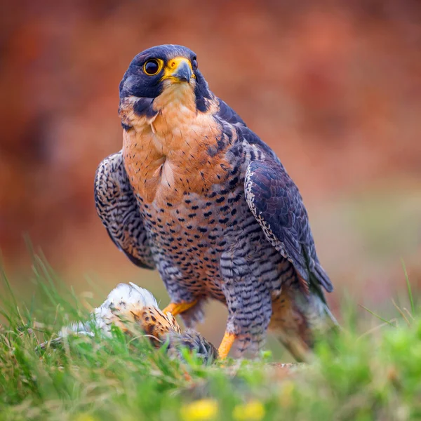 Peregrine bird — Stock Photo, Image