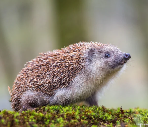 European Hedgehog — Stock Photo, Image