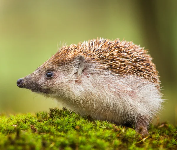 European Hedgehog — Stock Photo, Image