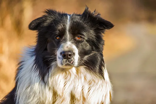 Pies rasy border collie — Zdjęcie stockowe