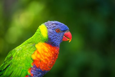 Lori lorikeet clipart