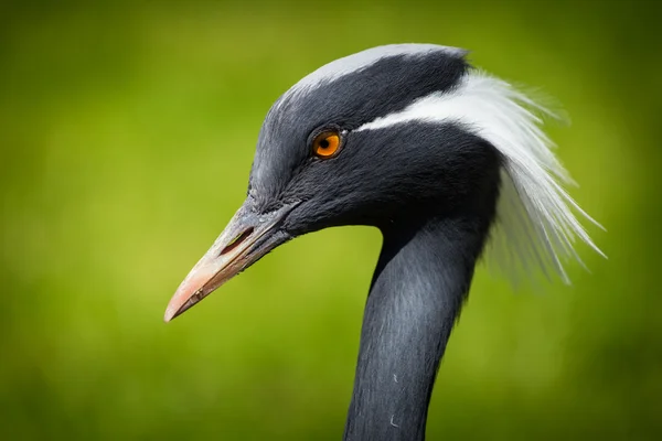 Crane fågel — Stockfoto