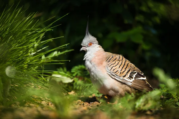 Dove bird — Stock Photo, Image