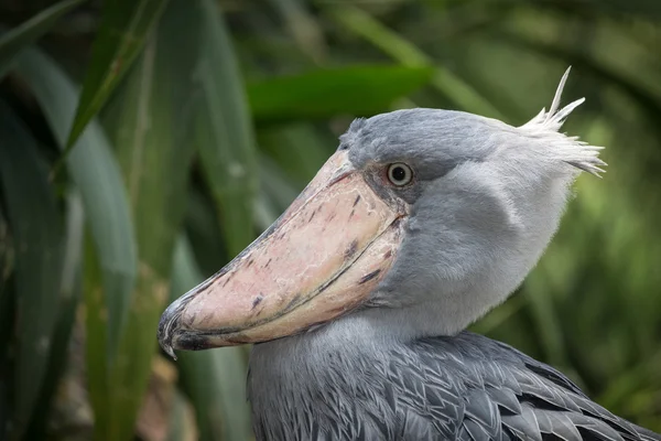 Shoebill, Abu Markub — Stock Photo, Image